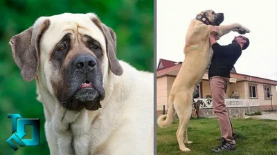 Самая высокая собака в мире – как выглядит Фредди - Pets