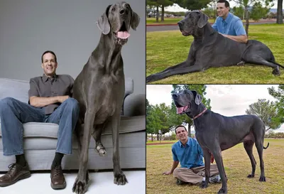 Умерла самая высокая собака в мире Зевс — ТСН, новости 1+1 — Мир