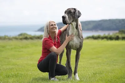 Американский дог может стать «самой высокой собакой в мире» (5)