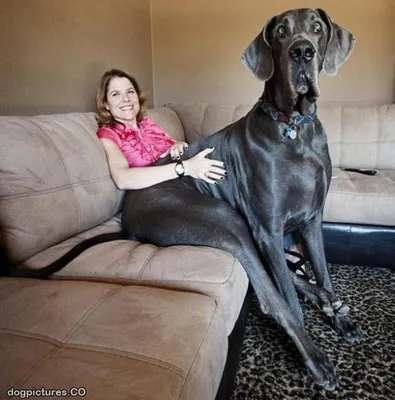 Visual - А это Фредди, самая высокая собака в мире, официальный  рекордсмен🐶 | Facebook