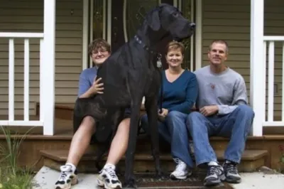 Самая высокая в мире собака установила еще один рекорд