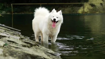 Умерла самая высокая собака в мире // Новости НТВ