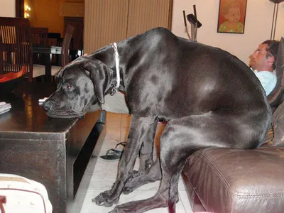 В США умерла самая большая собака в мире (10 фото) » Невседома