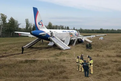 Самолет Уральских авиалиний, севший на пшеничное поле в России, могут  утилизировать