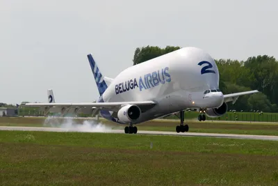 Airbus Beluga Xl — стоковые фотографии и другие картинки Грузовой самолёт -  Грузовой самолёт, Самолёт, Негабаритный - iStock