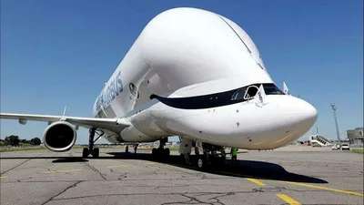 Airbus Beluga — вычурный самолет, который возит другие самолеты (вертолеты,  картины) - Tchk.lv