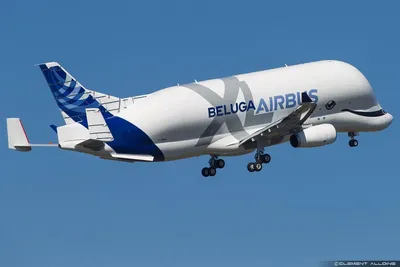 ФОТО: Новый самолет Airbus BelugaXL очаровал весь мир - Turist