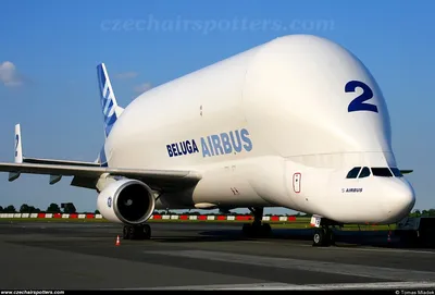 Beluga Airbus