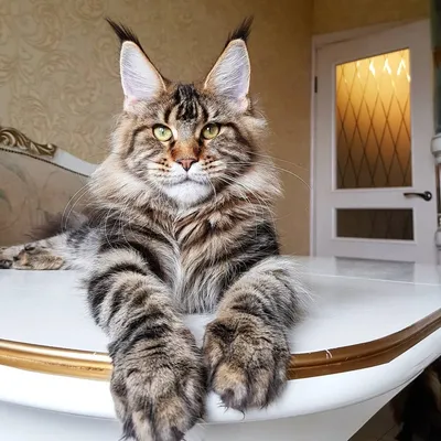 Самые большие кошки в мире: Мейн-кун, Саванна или Лигр - YouTube
