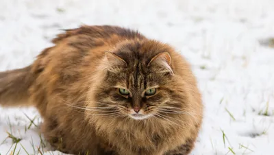 Такие большие, но всё-таки кошки - Новости РГО