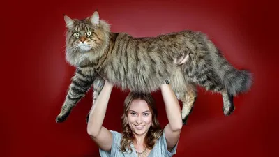 Самые большие кошки в мире: ТОП-10 крупных домашних пород