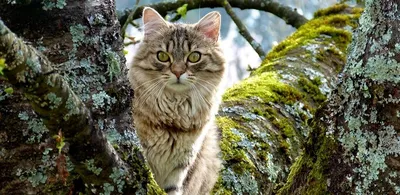 Породы кошек с большими ушами: виды, особенности - SUPERPET