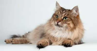 8 невероятно преданных пород кошек, которые спасут от одиночества даже  самых несчастных людей