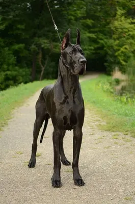 Топ 10 самых больших собак в мире