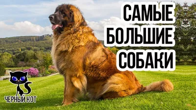 Самые большие собаки в мире 🐶 (список крупных пород + ФОТО)