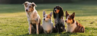 7 собак-рекордсменов: от самого длинного языка до самого умного пса