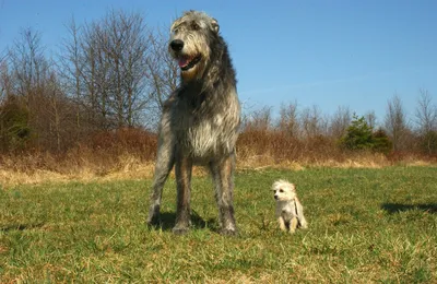 Самой старой собаке в мире по кличке Боби исполнился 31 год. Фото | РБК Life