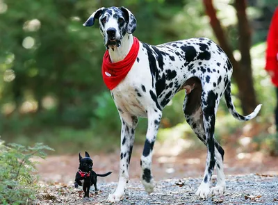 Самые опасные собаки в мире: ТОП-10 пород собак с описанием, фото и  характеристиками.