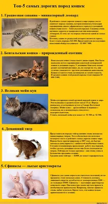 5 дорогих пород кошек - Статьи, аналитика, репортажи - Новости - Калужский  перекресток Калуга