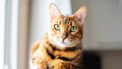 Самые дорогие кошки Владивостока: от 50 до 600 тысяч рублей - PrimaMedia.ru