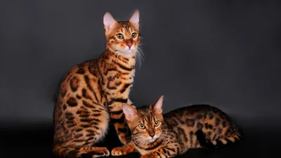 Самые дорогие кошки - персидские - KP.RU