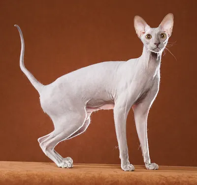 Самые дорогие в мире породы кошек: фото, цены и описание