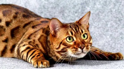 Самые дорогие кошки в мире: породы и интересные факты