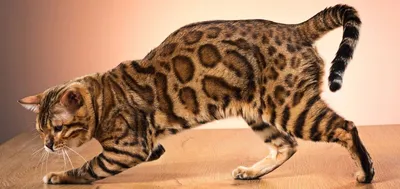 Самые дорогие породы котов! | Пикабу