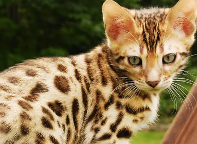 Самые дорогие породы кошек в мире: сколько они стоят