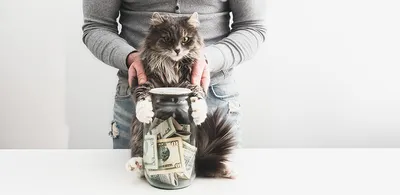 Самые дорогие кошки - 72 фото