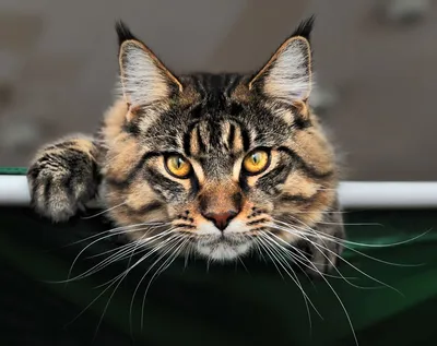 Котик за миллион. Самые дорогие породы кошек, которых можно купить в  Барнауле