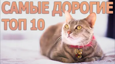 9 самых дорогих, редких и популярных кошек в Приамурье — Амурская правда,  новости Благовещенска и Амурской области