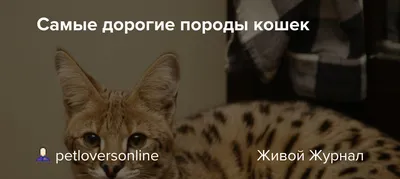 Барсик по цене айфона, или сколько стоят самые дорогие кошки в Приморье -  UssurMedia.ru