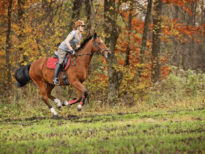 Самые дорогие лошади в мире: фото и цены редких пород коней