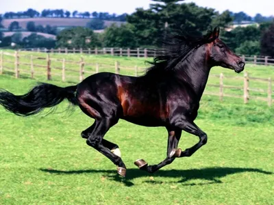 Топ 10 самых дорогих лошадей в истории конного спорта | Кони ПРО | Дзен