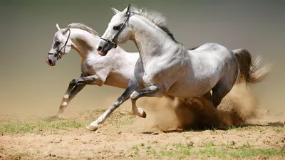 22 самые дорогие лошади | ЛОШАДИ | Дзен