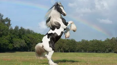 самые дорогие лошади в мире : фотографии и цены редких Стоковое Фото -  изображение насчитывающей редко, жеребец: 230815434