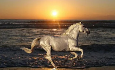 Самые дорогие лошади в мире – ZooPicture.ru