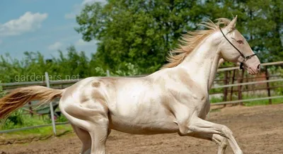 Flor de lis: арабские лошади королевских кровей