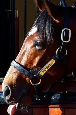 Самые быстрые породы лошадей: рейтинг с фото, описанием, максимальной  скоростью и особенностями породы