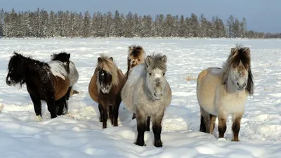 Жастар» Конно-спортивный комплекс | Барнаул | 🐴Мотивация лошади к общению  с человеком | Facebook