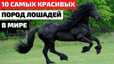 Самая красивая и дорогая лошади в мире ♥️🐴🐎 - YouTube