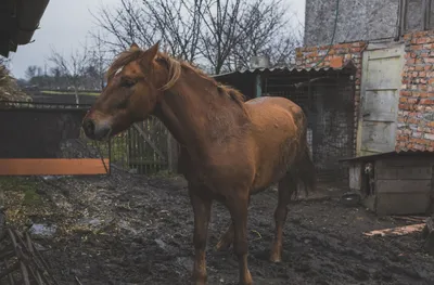 Самая дорогая лошадь в мире - 73 фото