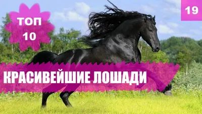 Интересные факты про лошадей | ВКонтакте