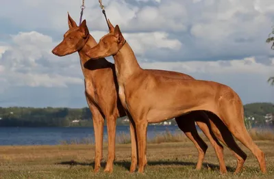 Безграничная любовь за большие деньги: топ-9 самых дорогих пород собак в  мире