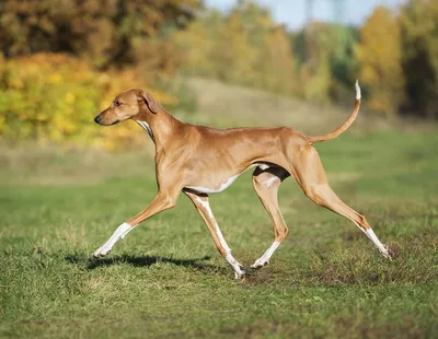 Самая дорогая собака в мире: топ-10 пород