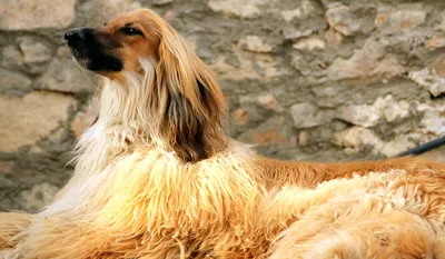 7 самых дорогих пород собак в мире - Pets