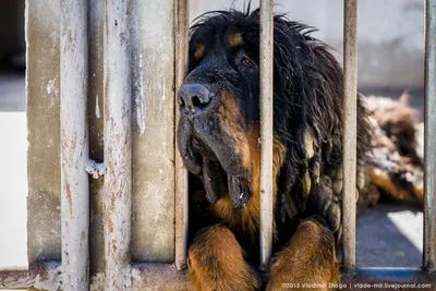 Топ-10 самых дорогих собак в мире (фото) — Минфин