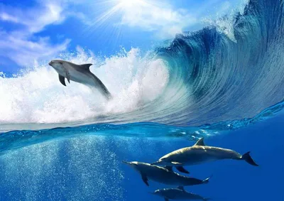 Красивые дельфины - онлайн-пазл