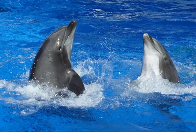 Дельфины: лучшие друзья из подводного мира. | Хроники мира животных. | Дзен